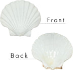 15 PCS 3.5-4 inch Large Scallop Shells Baking Sea Shells Large Natural White - Image 2