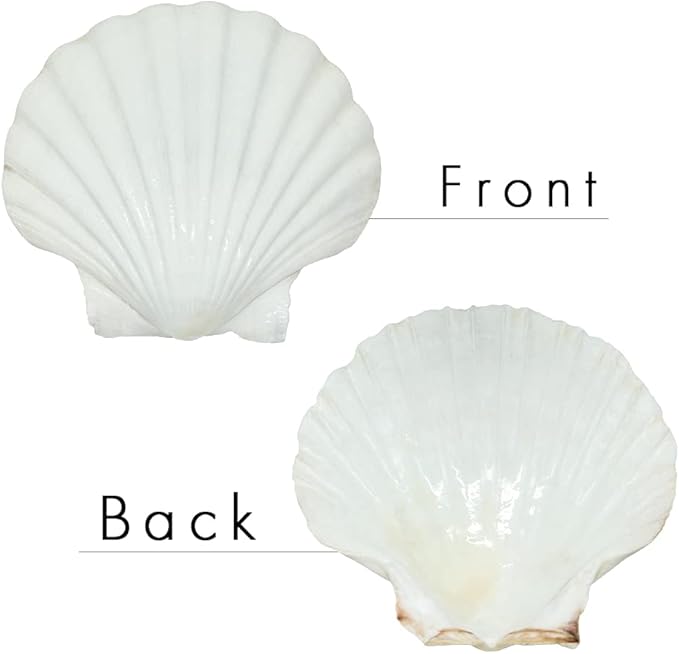 SEAJIAYI 6PCS Scallop Shells for Serving Food, Baking Shells Large Natural - Image 2