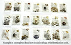 DANCING BEAR Fossil Collection Sorting Activity Kit - Image 5