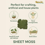 Mosser Lee ML0480 Natural Green Sheet Moss – 520 sq. in. – Organic Decorative - Image 2
