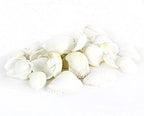 Super Z Outlet Sea Shells Mixed Beach Seashells - Image 6