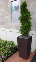 Mosser Lee Spanish Moss – Natural Decorative Moss - Image 4