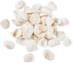 Beadthoven Box of 117pcs Natural Clam Shell Pendants 21.5-24.5x8.5-11.5 Beach - Image 2
