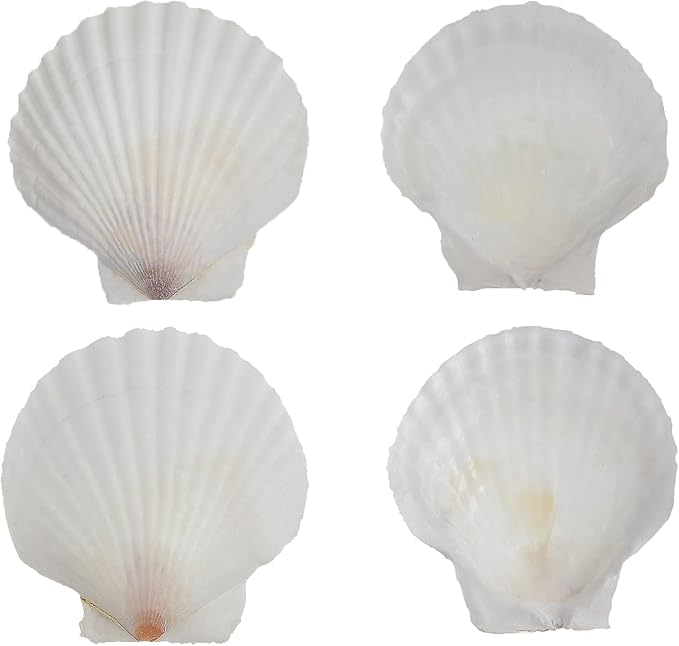 12 Pcs Sea Shells White Large Scallop Shells - Image 4