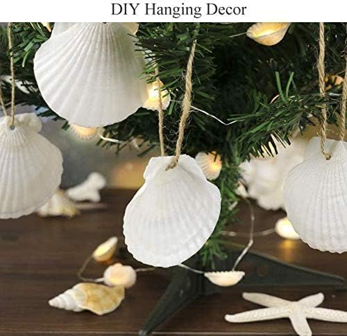 SEAJIAYI 20 pcs 2-3 inch Natural Scallop Shells White Sea Shells from Sea Beach - Image 2