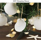SEAJIAYI 20 pcs 2-3 inch Natural Scallop Shells White Sea Shells from Sea Beach - Image 2
