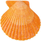 Yellow Sea Shells 50+ Pcs Scallop Shells - Image 2