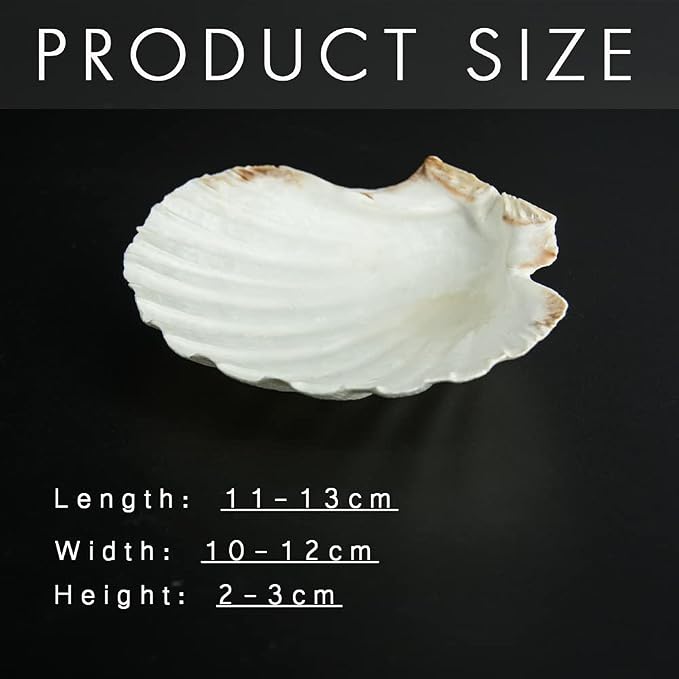 SEAJIAYI 6PCS Scallop Shells for Serving Food, Baking Shells Large Natural - Image 4