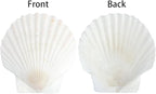 Mkobon 10 PCS Natural Scallop Shells - Image 6