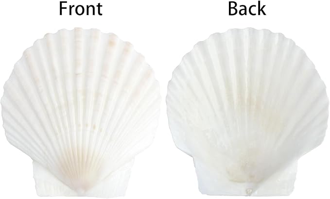 20 PCS Natural Scallop Shells for Crafts, 3 Inch White Seashell Decor for Home - Image 3