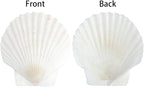 20 PCS Natural Scallop Shells for Crafts, 3 Inch White Seashell Decor for Home - Image 3