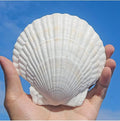 QEQEKAKA 15PCS Large Scallop Shells by QEQEKAKA