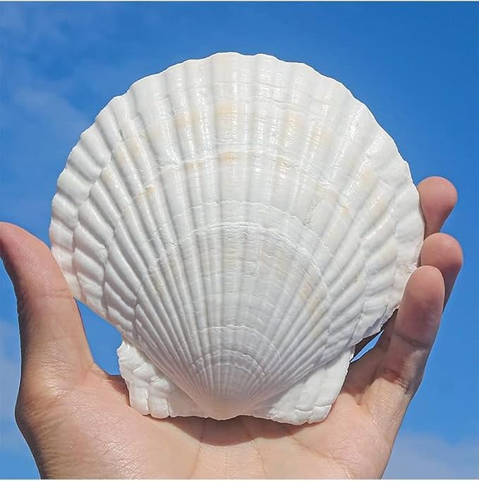 QEQEKAKA 15PCS Large Scallop Shells by QEQEKAKA