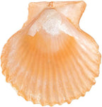 Yellow Sea Shells 50+ Pcs Scallop Shells - Image 5