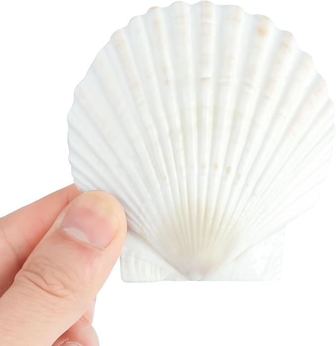 20 PCS Natural Scallop Shells for Crafts, 3 Inch White Seashell Decor for Home - Image 2