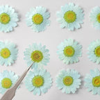 50pcs Natural Dried Daisy Flower, Vacuum Packaging, Pressed Flower - Image 3