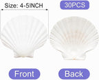 denking 30 PCS Large Scallop Shells 4-5 inch Natural White Seashells - Image 2