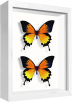 5x7 Small Shadow Box Frame Display Case, Display Case Box by TOUYINGER