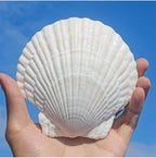 QEQEKAKA 6PCS Large Scallop Shells - Image 8
