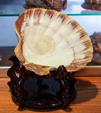 4 Pcs Polished Large Great Scallop Sea Shells 5~6 Inch, Ocean Beach Seashells - Image 4