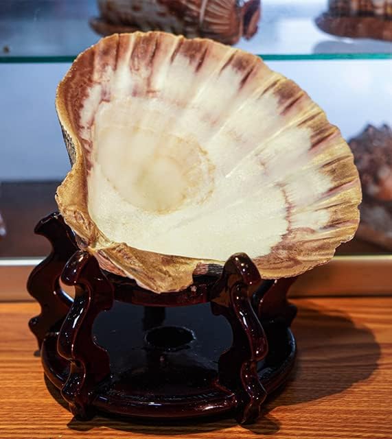 4 Pcs Polished Large Great Scallop Sea Shells 5~6 Inch, Ocean Beach Seashells - Image 4