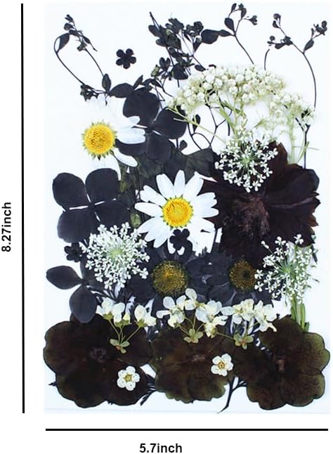 30Pcs Dried Pressed Flowers for Resin DIY Art Crafts Natural Dry Floral Daisy - Image 4