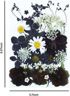 30Pcs Dried Pressed Flowers for Resin DIY Art Crafts Natural Dry Floral Daisy - Image 4