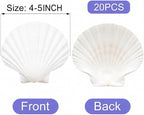 denking 20 PCS Large Scallop Shells 4-5 inch Natural White Seashells - Image 2
