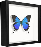 5x5 Small Shadow Box Frame Display Case, Display Case Box by TOUYINGER
