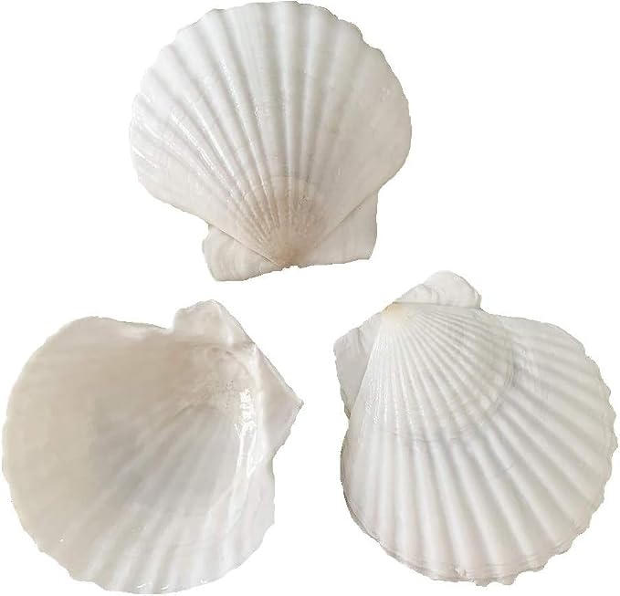 SEAJIAYI 20 pcs 2-3 inch Natural Scallop Shells White Sea Shells from Sea Beach by SEAJIAYI