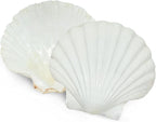 SEAJIAYI 6PCS Scallop Shells for Serving Food, Baking Shells Large Natural - Image 6