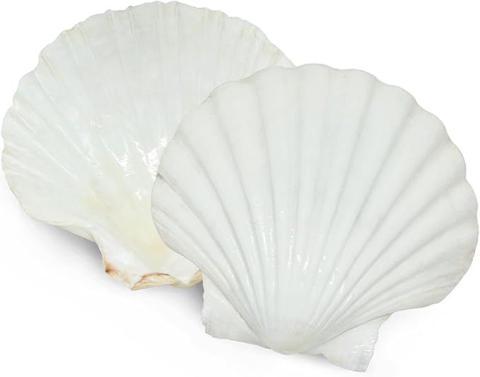 SEAJIAYI 6PCS Scallop Shells for Serving Food, Baking Shells Large Natural - Image 6