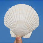 QEQEKAKA 10PCS Large Scallop Shells - Image 8