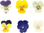 48 Pcs Mixed Pansy Dried Pressed Flowers - Image 2