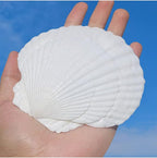 QEQEKAKA 10PCS Large Scallop Shells - Image 7