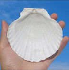 QEQEKAKA 10PCS Large Scallop Shells - Image 2