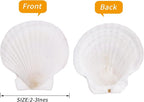 30PCS Natural Scallop Shells White Sea Shells - Image 2