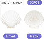 denking 20 PCS Scallop Shells 2.7-3.1 inch Natural White Seashells - Image 2