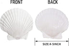 Giftvest 10PCS Sea Shells White Scallop Shells - Image 2