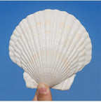 QEQEKAKA 6PCS Large Scallop Shells by QEQEKAKA