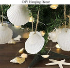 SEAJIAYI 30 PCS Scallop Shells 2-3 Inch Natural White Sea Shells from Sea Beach - Image 7
