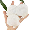 SEAJIAYI 30 PCS Scallop Shells 2-3 Inch Natural White Sea Shells from Sea Beach by SEAJIAYI