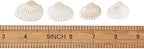 Small Tiny Sea Shells White Clam Bulk Natural Seashell - Image 5