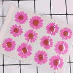50pcs Natural Dried Daisy Flower, Vacuum Packaging, Pressed Flower - Image 2