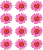 50pcs Natural Dried Daisy Flower, Vacuum Packaging, Pressed Flower by YUNZHI
