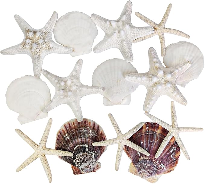 HappyFiller 14 PCS White Natural Scallop Seashells Decorative Starfish | Sea by HappyFiller