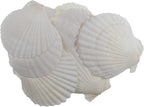 12 Pcs Sea Shells White Large Scallop Shells - Image 3