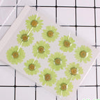 50pcs Natural Dried Daisy Flower, Vacuum Packaging, Pressed Flower - Image 2