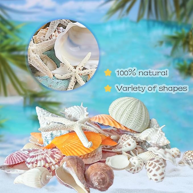Natural Sea Shells Mixed -15 Kinds of Natural Seashells, Starfish & Urchins | - Image 3