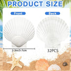 YUJUN 32PCS Natural Scallop Shells - Image 2